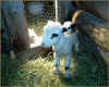 Sunshine, new lamb on the ranch . . . photo by Nicola Finch (copyright 2005)
